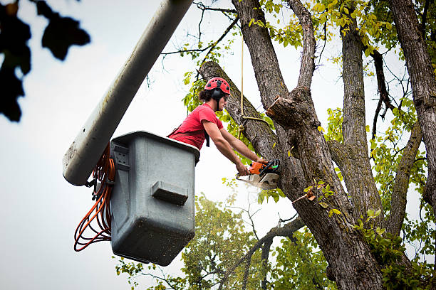 Reliable Milford Mill, MD Tree Service Solutions